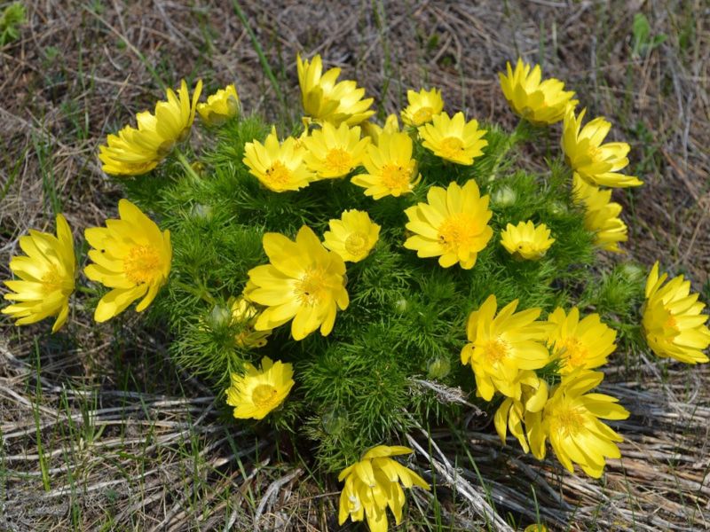 Адонис весенний или Горицвет (Adonis vernalis L.)