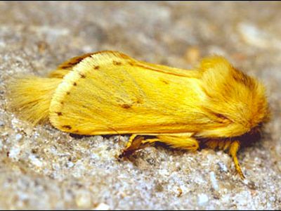 Семейство Cossidae – Древоточцы