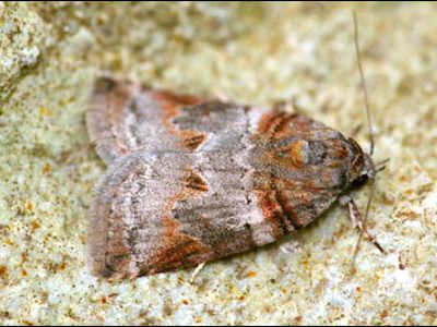 Семейство Nolidae – Челночницы