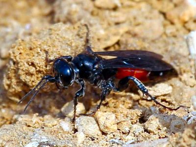 Семейство Crabronidae