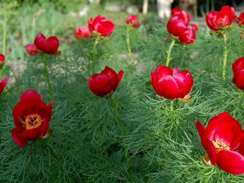 Пион тонколистный (Paeonia tenuifolia L.)