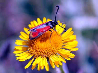 Семейство Zygaenidae – Пестрянки